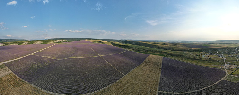 Лавандовое поле